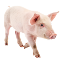 A Pig walking towards the camera, isolated on a transparent background png