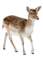 A Little Deer walking towards the camera, isolated on a transparent background png