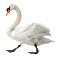 A Swan walking towards the camera, isolated on a transparent background png