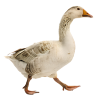 A Duck walking towards the camera, isolated on a transparent background png