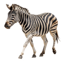 A Zebra walking towards the camera, isolated on a transparent background png