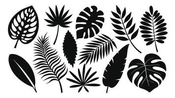 diverse tropical leaf silhouettes featuring palm foliage and botanical black outline design elements. vector