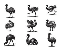 Emu Illustration Collection Silhouettes and Designs of the Emu Bird vector