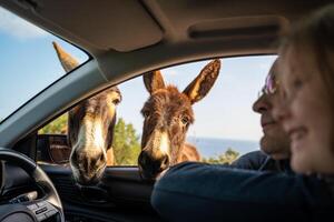 Two donkeys curiously peek into a car window in the National Donkey Park of Northern Cyprus. The image highlights wildlife interaction, curiosity, and the unique charm of these free-roaming animals. photo