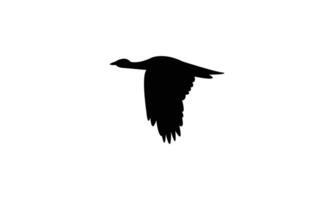 Flying African houbara bird Silhouette Design And Illustration. vector