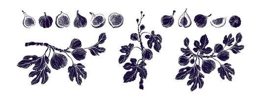 Figs grunge texture collection. Art drawn imprint vector