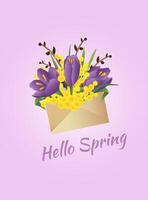 Hello spring. Spring flowers, crocus, mimosa, willow branch in envelope. Design for banners, postcards, flyers, posters. vector
