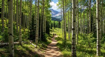 Sunlight filters through aspen grove path photo