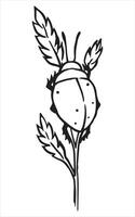 insect beetle illustration in sketch style. vector