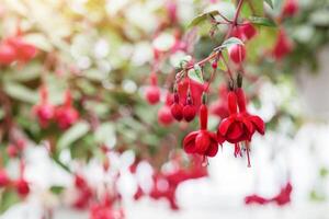 Blooming red fuchsia, close up. Beautiful flowers on blurred plants background in orangery, free space photo