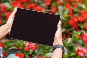 Agribusiness management. African american girl with smart watch on hand holds tablet and takes photo of red flowers or controls functions of greenhouse, close up, empty screen