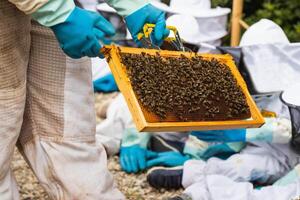 Beekeeper showing honeycomb to group of kids in apiary photo