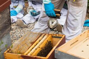 Male beekeeper using bee smoker in apiary photo