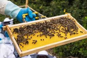 Crop beekeeper with honeycomb in apiary with children photo