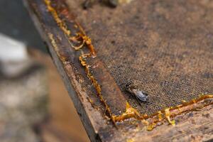 Honeycomb with bees in apiary photo