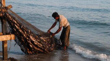 Fisherman emptying a net full of fish onto the beach at sunrise photo