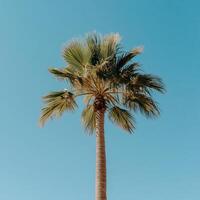 Palm tree against a vibrant blue sky. A tall palm tree with lush green fronds stretches towards the clear sky. The image evokes a sense of serenity and tropical paradise photo