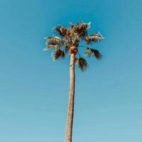 Tall palm tree against a clear sky photo