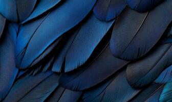 Close-up view of vibrant dark blue feathers. Detailed texture of overlapping, intricate feather patterns photo