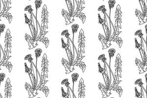 Line art botanical seamless floral pattern with dandelions illustration. Black outline repeating plant pattern in white background. Graphic design for Fashion Cover Textile Coloring Page Print vector