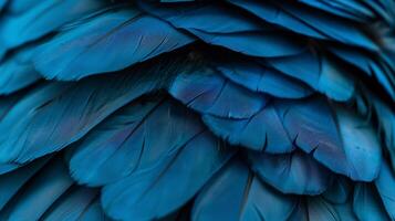 Close-up view of vibrant blue parrot feathers. Detailed texture and vibrant coloration photo