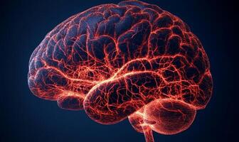 Detailed view of a human brain. Network of blood vessels and neural pathways photo