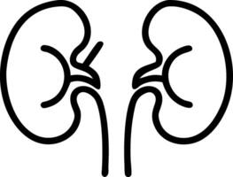 Realistic Kidney Model Design vector