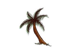 Hand-drawn tropical palm tree with green leaves and brown trunk for beach travel design in vintage engraved style vector