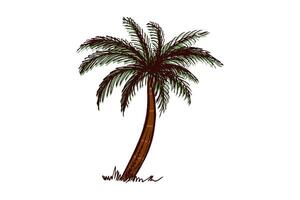 Hand-drawn tropical palm tree in brown and green in vintage engraved style vector