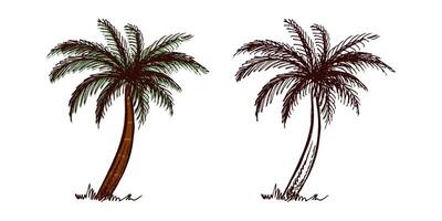 Hand-drawn tropical palm tree set in color and monochrome in vintage engraved style vector