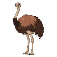 Emu bird full length isolated on white background. Large, flightless bird with long legs and soft feathers. Simple illustration. vector