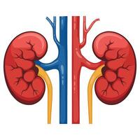 Kidneys illustration. Cartoon healthy human kidneys with artery and vein, showing urinary system anatomy. Useful for medical study, renal function, and nephrology. vector