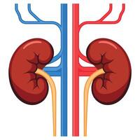 Kidney illustration, human internal organ. Flat design representing the urinary system, ideal for medical and educational visuals. vector