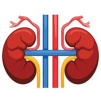 left and right kidneys, human internal organs. Urinary and endocrine system concept. Detailed flat design for educational anatomy visuals. vector