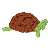 Turtle illustration. Side view of a tortoise with a detailed shell, isolated on a white background. Perfect for wildlife, nature, and reptile themed designs. vector