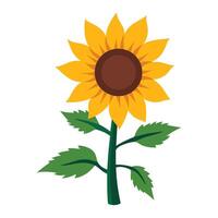 Yellow sunflowers in full bloom, illustration. Ideal for floral-themed designs, nature projects, and seasonal decorations. Perfect for brightening up graphics. vector