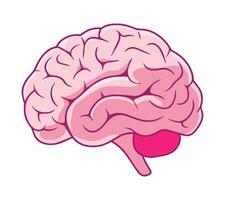 Brain Hand Drawn Doodle Object Illustration Design vector