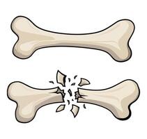 Set of human bone skeleton elements. Includes crossed bones. vector