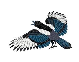 Decorative illustration of magpie. isolated design element vector