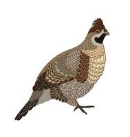 Decorative illustration of grouse. isolated design element vector