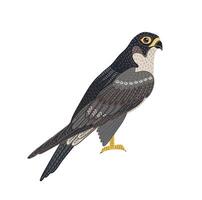 Decorative illustration of falcon. isolated design element vector