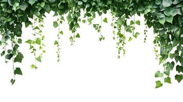 Luxuriant overhead view of emerald ivy curtain with cascading foliage transparent layer photo