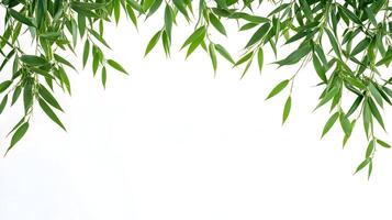 Lush bamboo foliage creating an organic frame effect on a transparent canvas background photo