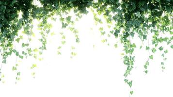 Green ivy hanging leaves against bright, diffused light, creating a natural frame effect photo