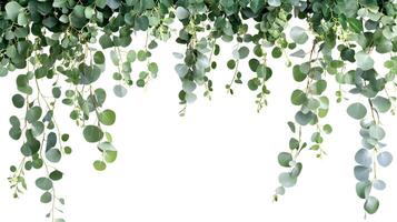 Elegant cascading eucalyptus branches frame, ethereal botanical beauty for design projects photo