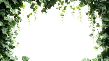 Ivy leaves creating a verdant canopy, creating a natural frame effect on a transparent backdrop photo