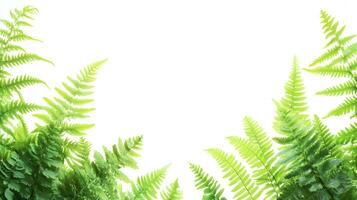Lush ferns create a serene and vibrant natural border against a seamless backdrop photo
