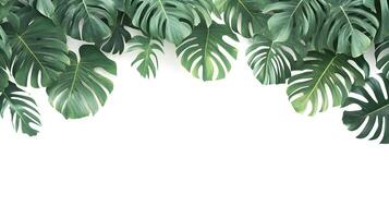 Exuberant Monstera Leaves Cascade Across the Upper Frame with a White Underspace photo