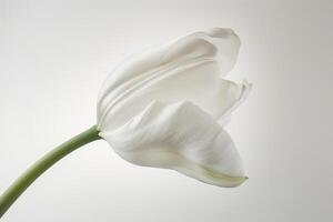 A Single White Tulip Flower in Elegant Pose photo