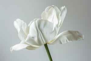 single white tulip flower in elegant pose photo